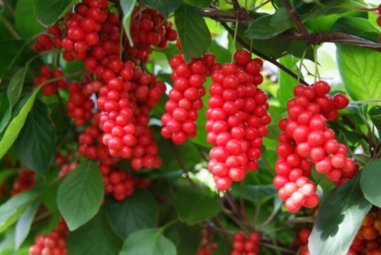 Schisandra na zwiększenie potencji